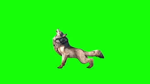 Brown Wolf howl  green screen animation  3D rendering Stock Footage 297006293
