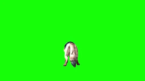 Brown Wolf investigation  green screen  animation  3D rendering Stock Footage 297006319
