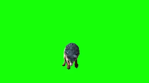 Brown Wolf investigation  green screen animation  3D rendering Stock Footage 297006329