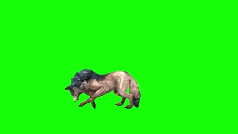 Brown Wolf investigation  green screen  animation  3D rendering Stock Footage 297006332