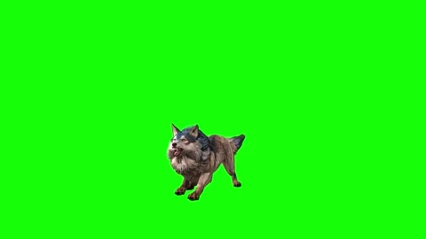 Brown Wolf jump around green screen animation 3D rendering Stock Footage 297006402