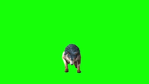 Brown Wolf jump attack  green screen animation  3D rendering Stock Footage 297006440
