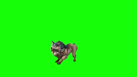 Brown Wolf jump green screen  animation 3D rendering Stock Footage 297006230