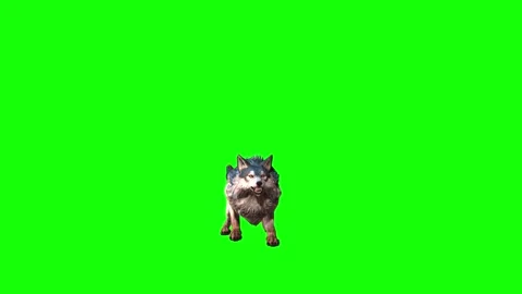 Brown Wolf jump  green screen  animation  3D rendering Stock Footage 297006328