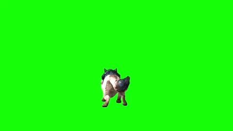 Brown Wolf jump green screen animation 3D rendering Stock Footage 297006403