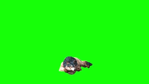 Brown Wolf  lay down  green screen  animation  3D rendering Stock Footage 297005096