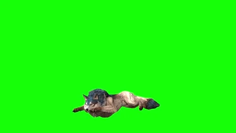 Brown Wolf  lay down green screen  animation  3D rendering Stock Footage 297005127