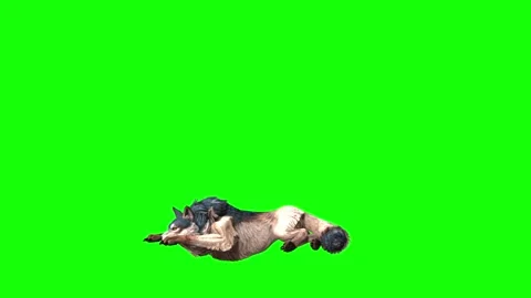 Brown Wolf  lay down  green screen  animation  3D rendering Stock Footage 297005266