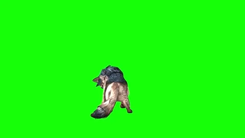 Brown Wolf  lick leg green screen  animation  3D rendering Stock Footage 297005973