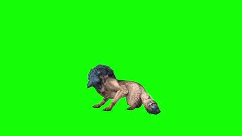 Brown Wolf  lick leg  green screen  animation  3D rendering Stock Footage 297005980