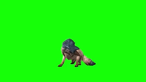 Brown Wolf  lick leg  green screen  animation 3D rendering Stockbeeldmateriaal 297005992