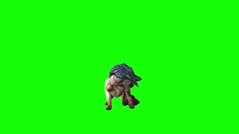 Brown Wolf  lick leg  green screen animation 3D rendering Stock Footage 297005996