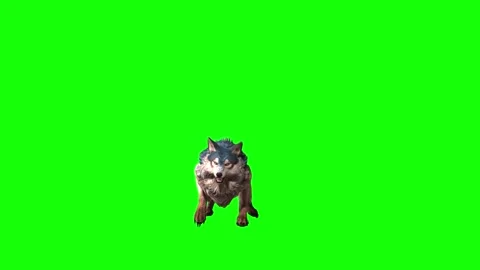 Brown Wolf roar  green screen animation 3D rendering Stock Footage 297006457