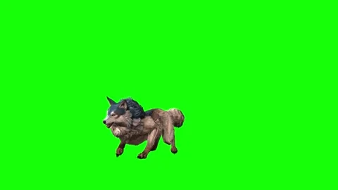 Brown Wolf roar green screen animation 3D rendering Stockbeeldmateriaal 297006473