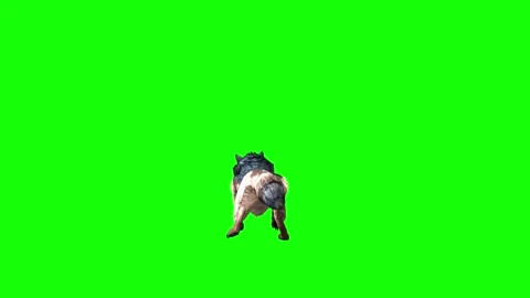 Brown Wolf roar  green screen  animation 3D rendering Stock Footage 297006474