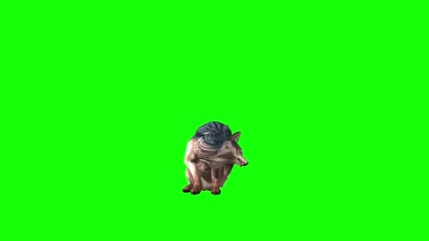 Brown Wolf sit ear scratching  green screen  animation  3D rendering Video stock 297006499