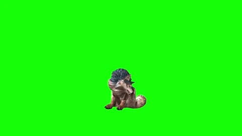 Brown Wolf sit ear scratching green screen animation  3D rendering Stock Footage 297006507