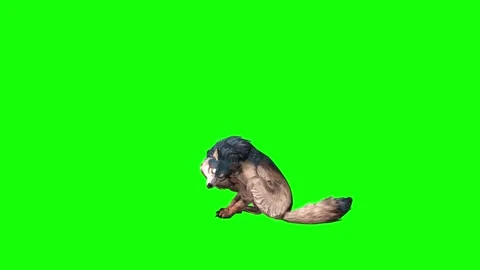 Brown Wolf sit ear scratching green screen  animation  3D rendering Stock Footage 297006513