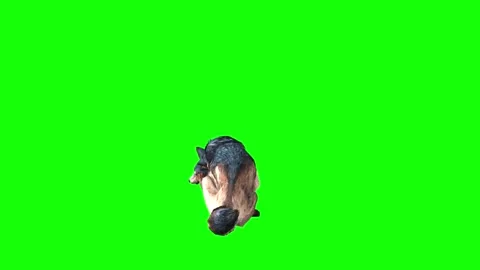 Brown Wolf sit ear scratching  green screen animation 3D rendering Stock Footage 297006521