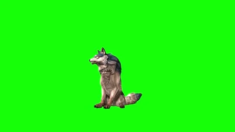 Brown Wolf sit look around  green screen animation  3D rendering Stock Footage 297006426