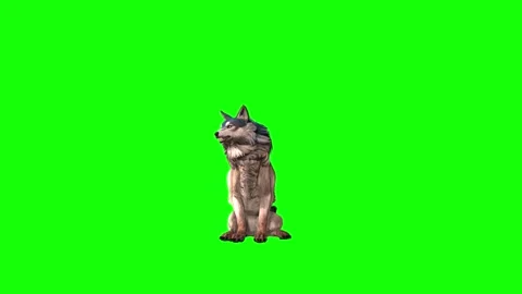 Brown Wolf sit look around  green screen animation  3D rendering Stock Footage 297006514