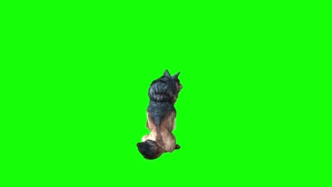Brown Wolf sit look around green screen  animation  3D rendering Stock Footage 297006635