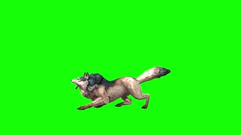 Brown Wolf sit roar  green screen animation  3D rendering Stock Footage 297006643