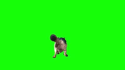 Brown Wolf sit roar  green screen  animation  3D rendering Stock Footage 297006650