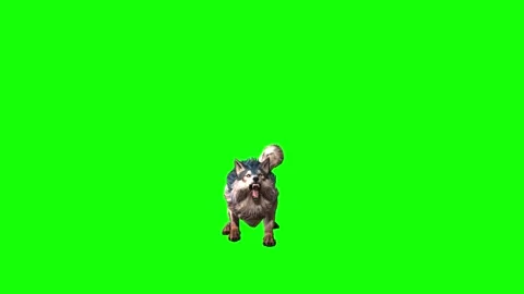 Brown Wolf sit roar green screen  animation  3D rendering Stock Footage 297006656