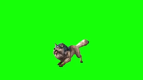 Brown Wolf sit roar green screen animation 3D rendering Stock Footage 297006659