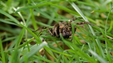 Brown Wolf Spider in Grass, Macro Close Up Stock Photos
