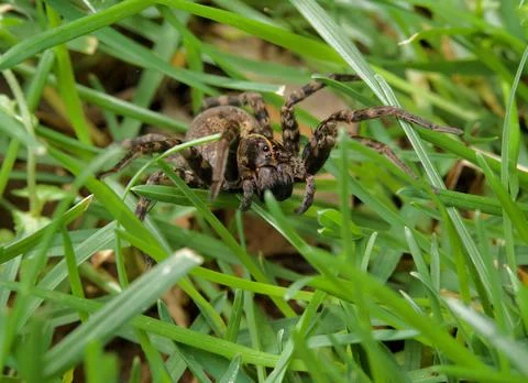 Brown Wolf Spider in Grass, Macro Close Up Stock Photos