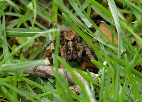 Brown Wolf Spider in Grass, Macro Close Up Stock Photos