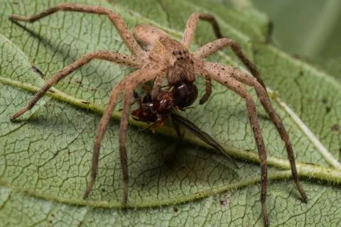 Brown Wolf Spider on Green Leaf eats Red Ant Stock Photos