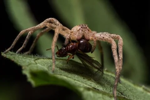 Brown Wolf Spider on Green Leaf eats Red Ant Stock Photos