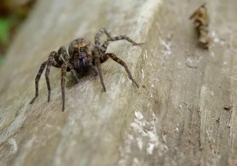 Brown Wolf Spider on a Log, Macro Close Up Stock Photos