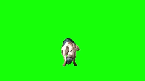 Brown Wolf stand ear scratching  green screen  animation  3D rendering Stock Footage 297006653