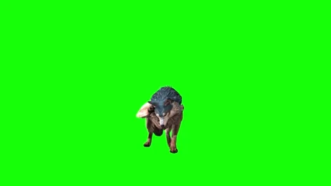 Brown Wolf stand ear scratching  green screen animation  3D rendering Stock Footage 297006660