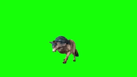 Brown Wolf stand ear scratching green screen  animation  3D rendering Stock Footage 297006668