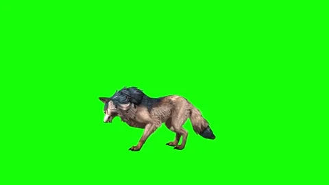 Brown Wolf stand ear scratching  green screen animation 3D rendering Stock Footage 297006677