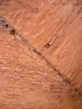 Brown wood texture macro, suitable for wallpaper background. Stock Photos
