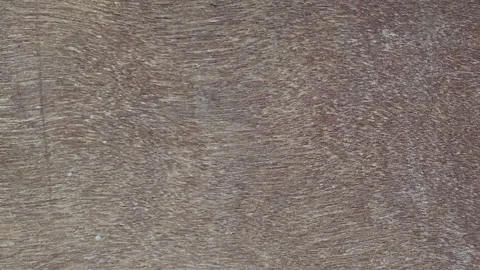 Brown wood texture seamless loop stop motion animation with organic grain. Stock Footage 334632938
