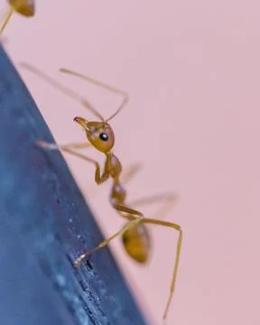Brown worker ants in macro close up Stock Photos