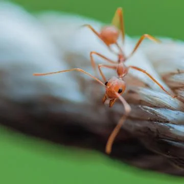 Brown worker ants in macro close up Stock Photos