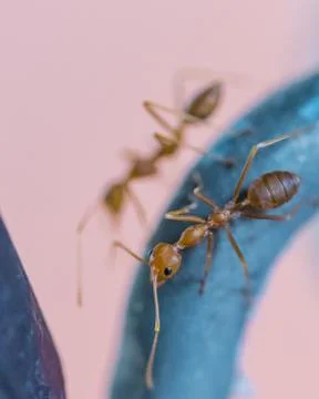Brown worker ants in macro close up Stock Photos