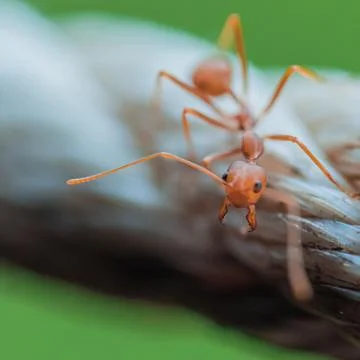 Brown worker ants in macro close up Stock Photos