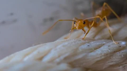 Brown worker ants in macro close up Stock Photos