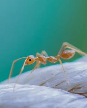 Brown worker ants in macro close up Stock Photos