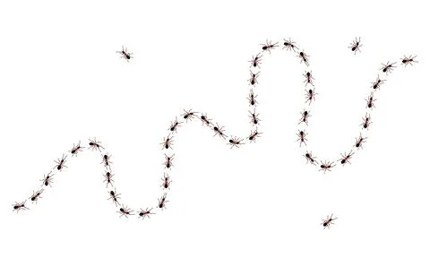 Brown worker ants trail line flat style design vector illustration isolated on Stock Illustration