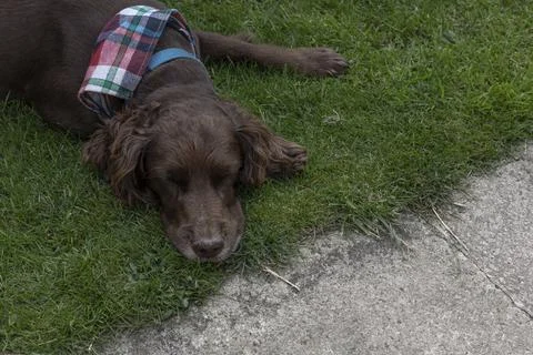Brown working cocker spaniel asleep Stock Photos